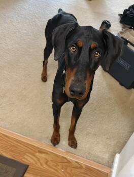 Doberman Pinscher Dogs Available for Adoption in Arlington, Virginia - Shadow | PetCurious