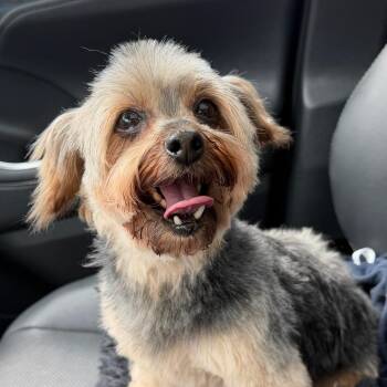 Sally Beans -  Yorkshire Terrier Dog for Adoption in Honeoye, New York - Sally Beans | PetCurious