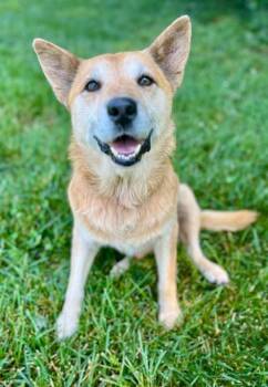 Rescue Shiba Inu and Shepherd Dogs for Adoption in Mocksville, North Carolina - Sebastian | PetCurious