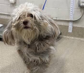 RUGRAT -  Maltese and Mixed Breed Dog for Adoption in Grand Prairie, Texas - RUGRAT | PetCurious