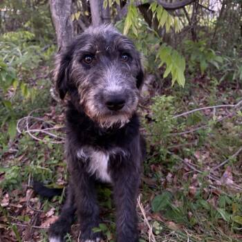 Labradoodle Dogs Available for Adoption in Fosters, Alabama - BOSTON | PetCurious