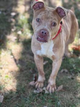 Frankie -  Pit Bull Terrier Dog for Adoption in Springfield, Illinois - Frankie | PetCurious