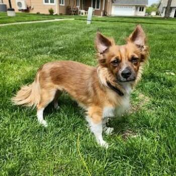 Chihuahua and Mixed Breed Dogs Available for Adoption in Alma, Wisconsin - Rowan | PetCurious