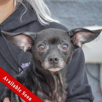 Rescue Chihuahua and Dachshund Dogs for Adoption in Huntley, Illinois - Angie | PetCurious