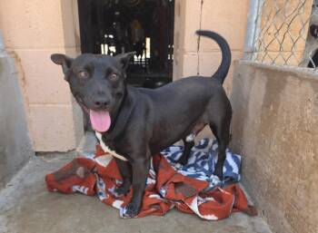 Adam -  Dachshund Dog for Adoption in Tacoma, Washington - Adam | PetCurious