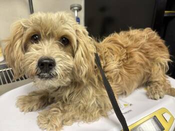 A256489 -  Cairn Terrier and Mixed Breed Dog for Adoption in Visalia, California - A256489 | PetCurious