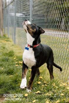 Australian Shepherd Dogs Available for Adoption in Cuyahoga Falls, Ohio - Joshua Puppy | PetCurious