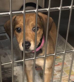 Labrador Retriever and Mixed Breed Dogs Available for Adoption in Parma, Ohio - Lisa | PetCurious