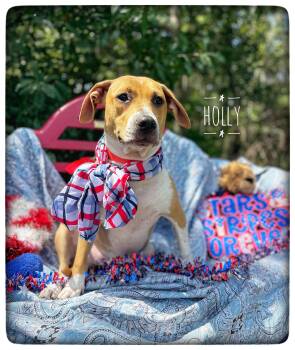 Holly (in foster care) -  Black Mouth Cur and Pit Bull Terrier Dog for Adoption in Sebring, Florida - Holly (in Foster Care) | PetCurious