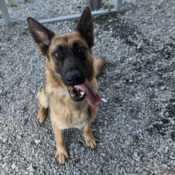Chai -  German Shepherd Dog Dog for Adoption in Waynesville, North Carolina - Chai | PetCurious