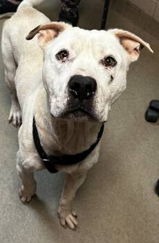 Rescue Mixed Breed Dogs for Adoption in Spartanburg, South Carolina - Jerry | PetCurious