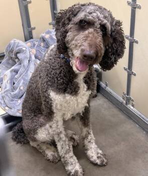 Saint -  Standard Poodle and Labradoodle Dog for Adoption in Sioux City, Iowa - Saint | PetCurious