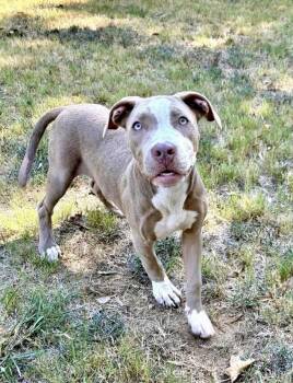 MISSY MAE -  Terrier and Labrador Retriever Dog for Adoption in Southaven, Mississippi - MISSY MAE | PetCurious