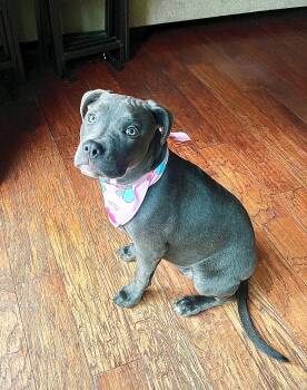 American Bully Dogs Available for Adoption - Ailani | PetCurious