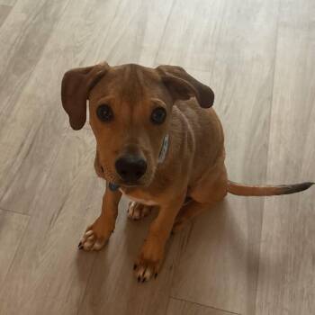 Chad -  Labrador Retriever Dog for Adoption in Columbia, South Carolina - Chad | PetCurious