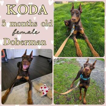 Doberman Pinscher Dogs Available for Adoption in Grantville, Pennsylvania - Koda | PetCurious