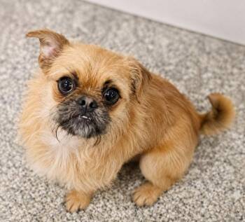Jeffrey Bojangles -  Brussels Griffon and Terrier Dog for Adoption in Skyline, Minnesota - Jeffrey Bojangles | PetCurious