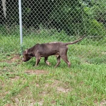 King -  Mixed Breed Dog for Adoption in Lake Panasoffkee, Florida - King | PetCurious