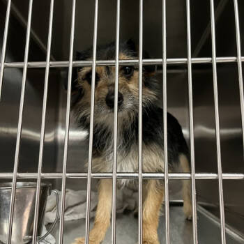 Rescue Yorkshire Terrier Dogs for Adoption in Northbrook, Illinois - Cheezy | PetCurious