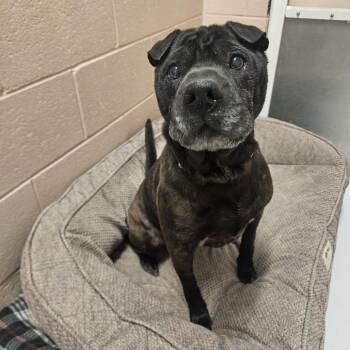 Shar Pei and Boston Terrier Dogs Available for Adoption in Conway, New Hampshire - Poe | PetCurious