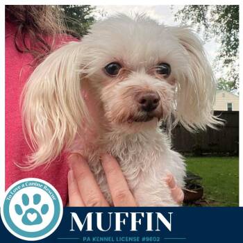 Muffin 061326 -  Maltese Dog for Adoption in Kimberton, Pennsylvania - Muffin 061326 | PetCurious