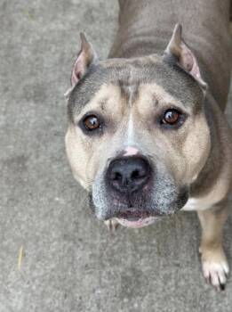 Pit Bull Terrier Dogs Available for Adoption in Chicago, Illinois - Frida | PetCurious