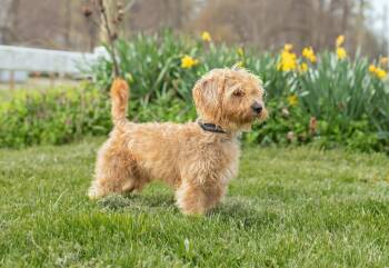 Shorkie and Poodle Dogs Available for Adoption in Landenberg, Pennsylvania - Tippet | PetCurious