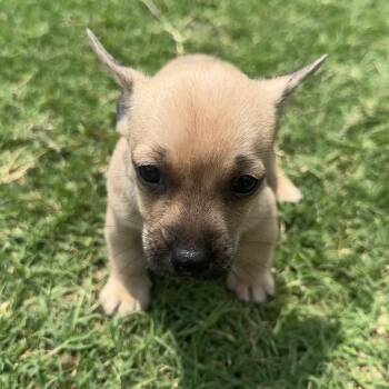 Bruiser C-34390 -  Chihuahua Dog for Adoption in Oklahoma City, Oklahoma - Bruiser C-34390 | PetCurious