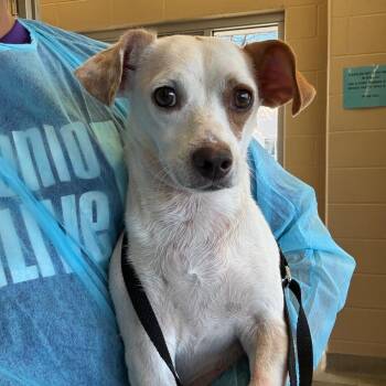 Chihuahua Dogs Available for Adoption - Kai | PetCurious