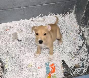 Carly -  Mixed Breed Dog for Adoption in Danielsville, Georgia - Carly | PetCurious