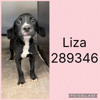 LIZA -  Labrador Retriever and Mixed Breed Dog for Adoption in Macon, Georgia - LIZA | PetCurious