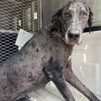 Salma -  Great Dane Dog Available for Adoption in Edinburg, Texas - Salma | PetCurious