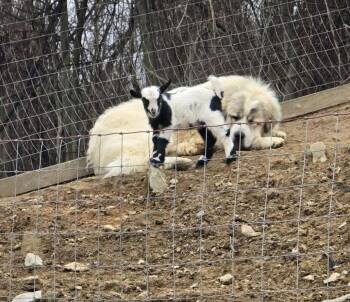 Maverick -  Great Pyrenees Dog for Adoption in Westminster, Maryland - Maverick | PetCurious