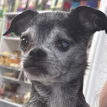 Hilde -  Chihuahua and Pug Dog for Adoption in Hudson, Illinois - Hilde | PetCurious