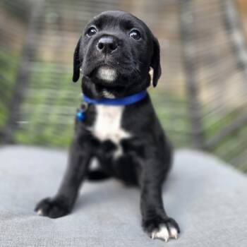 Chippy Dippy Dopey Duck -  Retriever and Black Labrador Retriever Dog Available for Adoption in Chattanooga, Tennessee - Chippy Dippy Dopey Duck | PetCurious