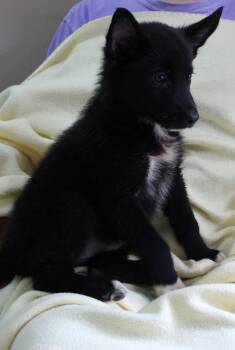 Iris 44001 -  Shepherd Dog for Adoption in Prattville, Alabama - Iris 44001 | PetCurious