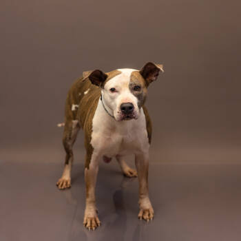 Rescue Pit Bull Terrier Dogs for Adoption in Lawrenceville, Georgia - Pen 157 Amy | PetCurious