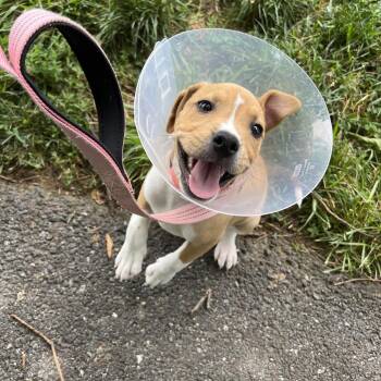 Schilling -  Labrador Retriever Dog for Adoption - Schilling | PetCurious