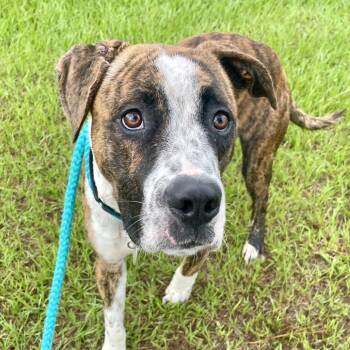Mixed Breed Dogs Available for Adoption in Freeport, Florida - Tyson | PetCurious