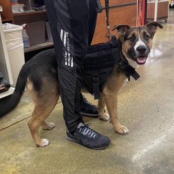 Rufi -  Pit Bull Terrier and German Shepherd Dog Dog for Adoption in Waggaman, Louisiana - Rufi | PetCurious