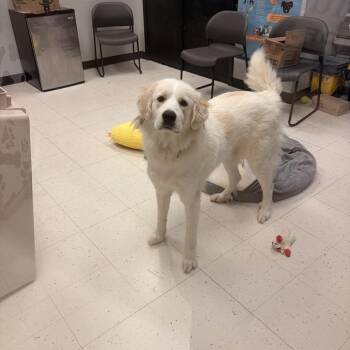 Lunatone -  Mixed Breed Dog for Adoption in Davenport, Iowa - Lunatone | PetCurious