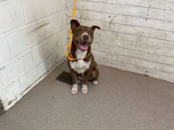 Rescue Pit Bull Terrier Dogs for Adoption in San Bernardino, California - CAFECITA | PetCurious