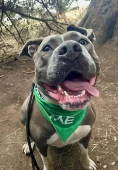 Rhea -  American Bully Dog for Adoption in Half Moon Bay, California - Rhea | PetCurious
