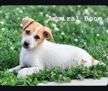 Admiral Boom -  Cattle Dog Dog for Adoption in Salt Lake City, Utah - Admiral Boom | PetCurious