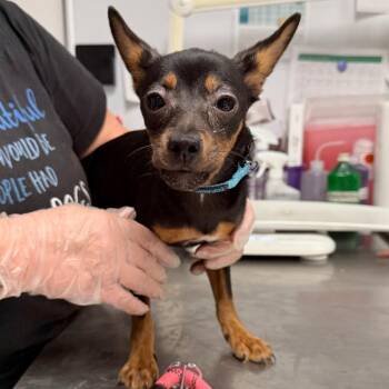 Olivia -  Miniature Pinscher and Chihuahua Dog for Adoption in Trenton, New Jersey - Olivia | PetCurious