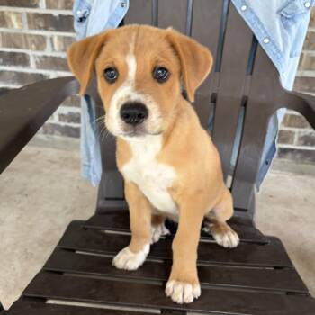 Beka -  Labrador Retriever Dog for Adoption in Harlingen, Texas - Beka | PetCurious