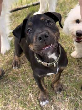 Fig -  Pit Bull Terrier and Rottweiler Dog for Adoption in Wasilla, Alaska - Fig | PetCurious