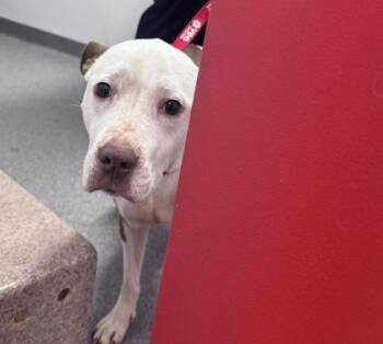 Mixed Breed Dogs Available for Adoption - Campy | PetCurious