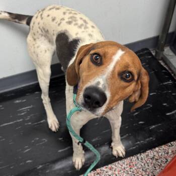 Mixed Breed and Hound Dogs Available for Adoption in Salt Lake City, Utah - Alfred | PetCurious