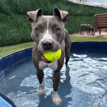 Terrier Dogs Available for Adoption - AVA | PetCurious